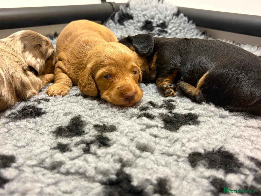 Miniature Dachshund dogs for sale: KC Long Haired Mini Dachshund - Cream/Red/Black - Advert 2