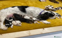 Cocker Spaniel dogs for sale: Fully health tested KC Cocker Spaniel puppies - Image 21