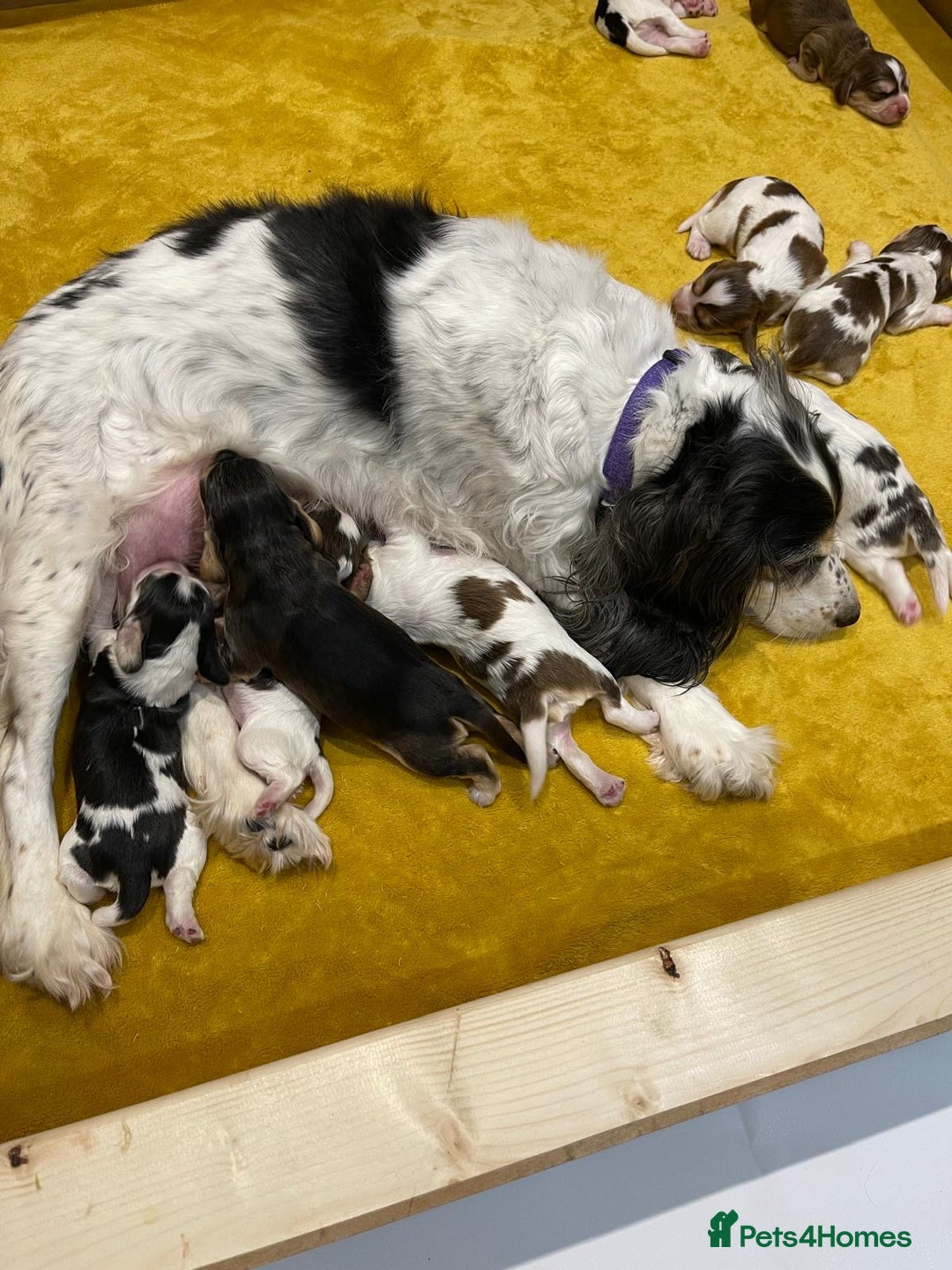 Cocker Spaniel dogs for sale: Fully health tested KC Cocker Spaniel puppies - Image 21