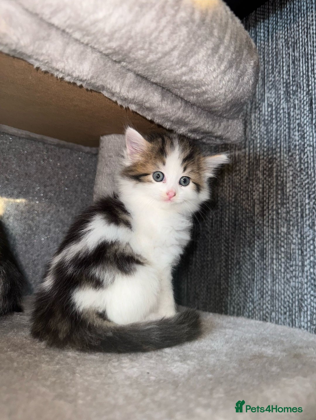 Ragdoll cats for sale: Ragdoll x Tabby Mix Kittens - Image 11