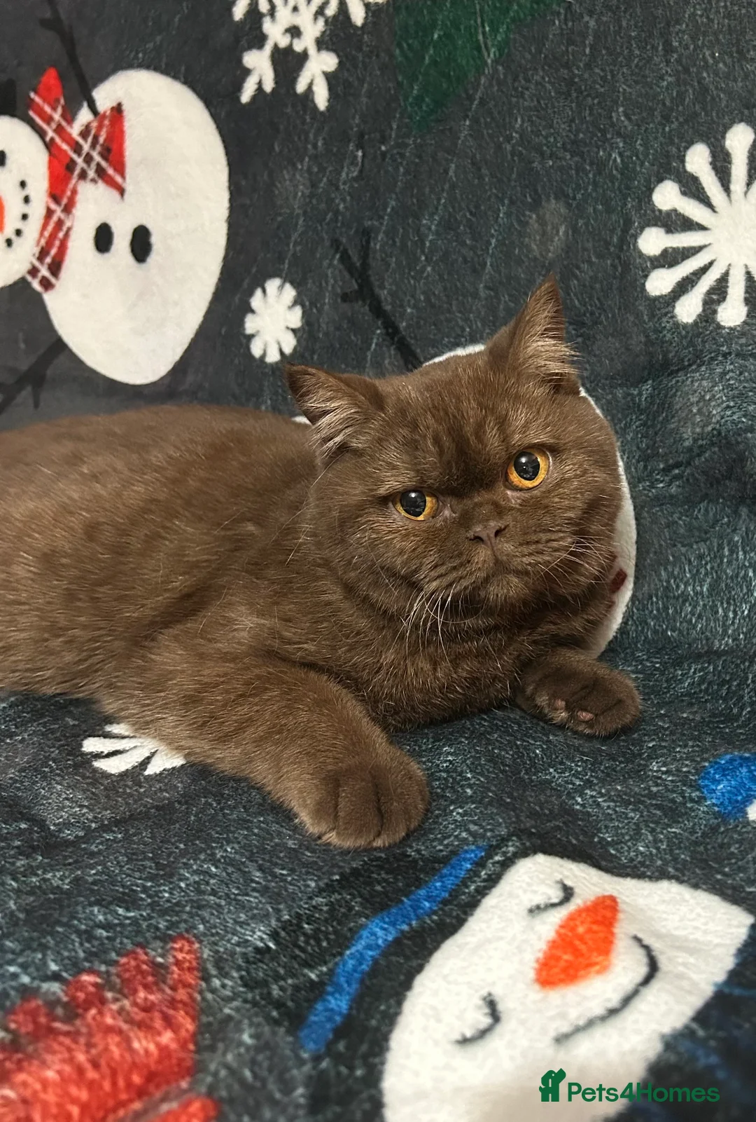 British Shorthair cats for sale: Chocolate British shorthair female - Advert 3