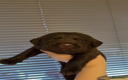 Labrador Retriever dogs for sale: Beautiful KC REG Fully health tested Labradors  - Image 14
