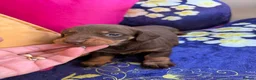 Miniature Dachshund dogs for sale: Dachshund miniature smooth hair pups - Advert 21