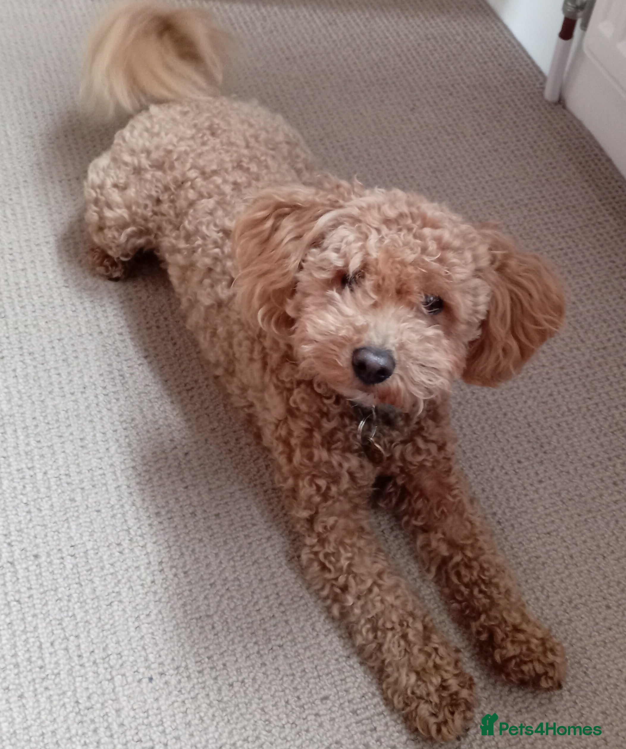 Mixed Breed dogs Border Terrier/Maltipoo mixed breed (Borderpoo) - Advert 1