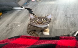 British Shorthair cats for sale: Female British Shorthair – - Advert 1