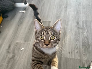 British Shorthair cats Female British Shorthair – - Advert 2