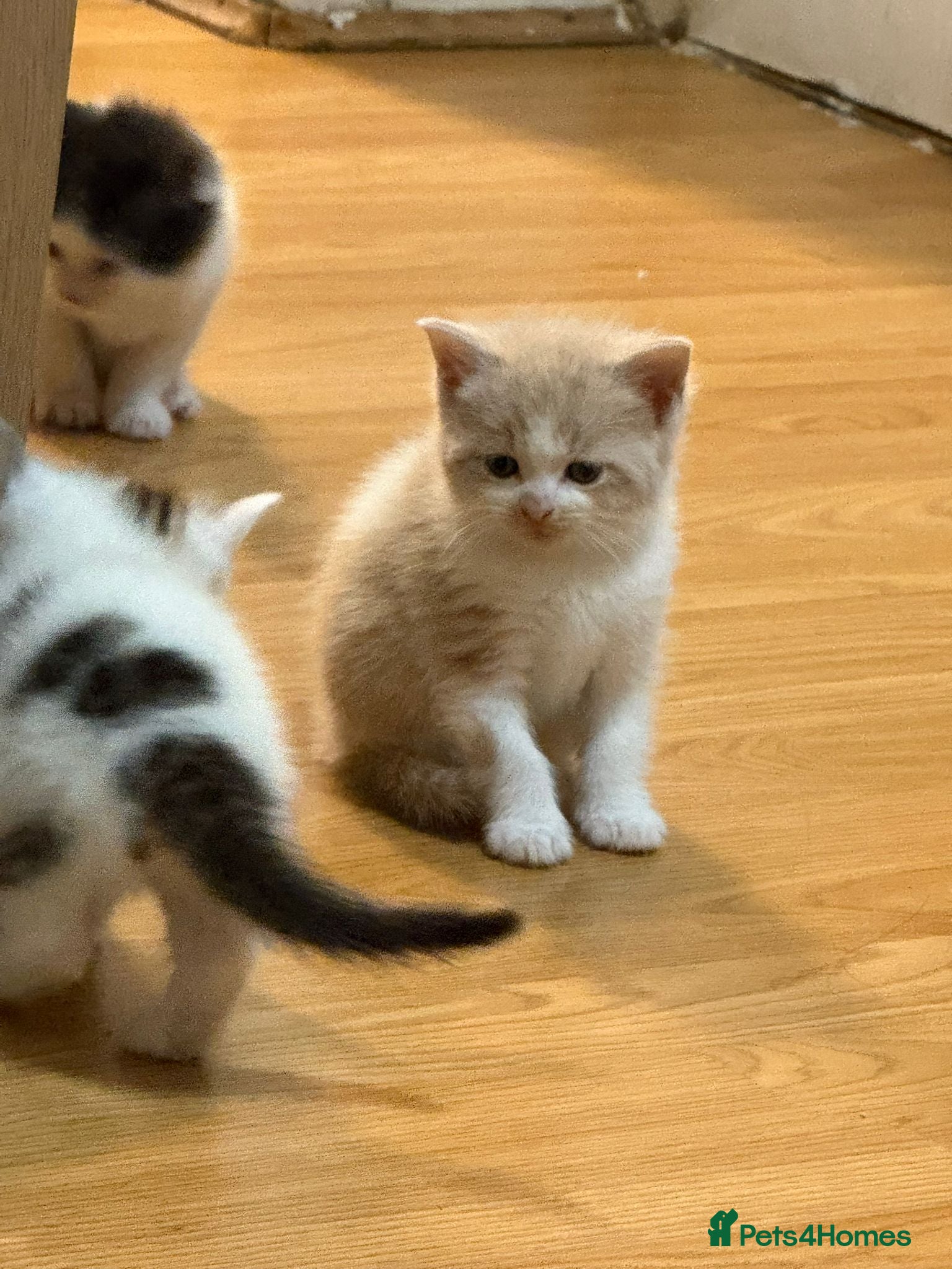 Mixed Breed cats Beautiful kittens mixed with ragdoll - Advert 9