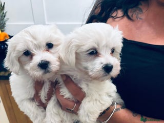 Mixed Breed dogs - Advert 3