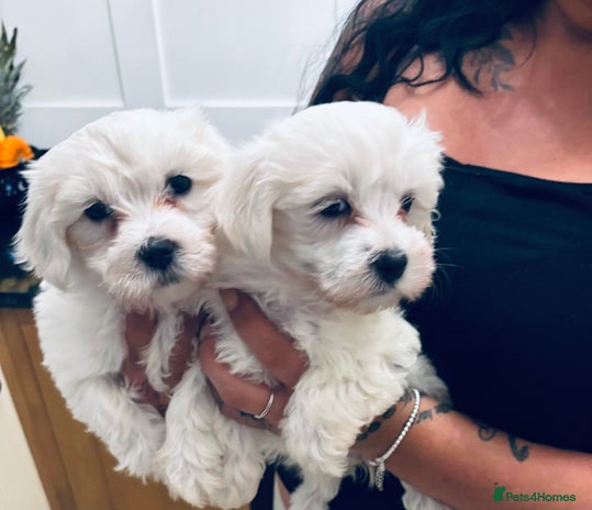 Mixed Breed dogs - Advert 1