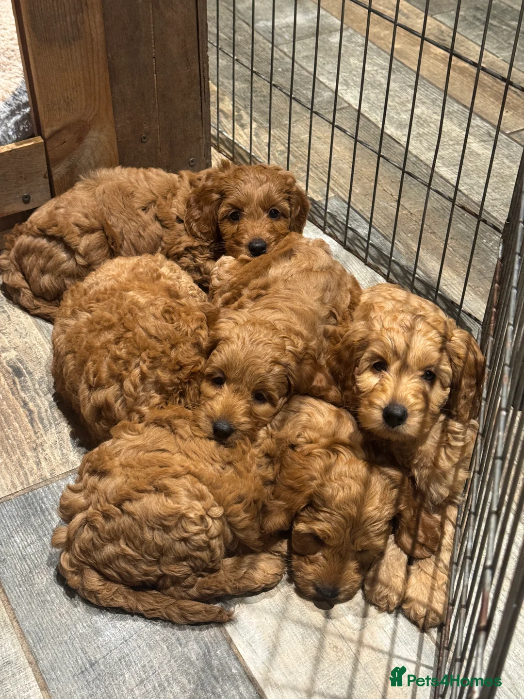 Cockapoo dogs for sale: Cockapoo Puppy  - Advert 36