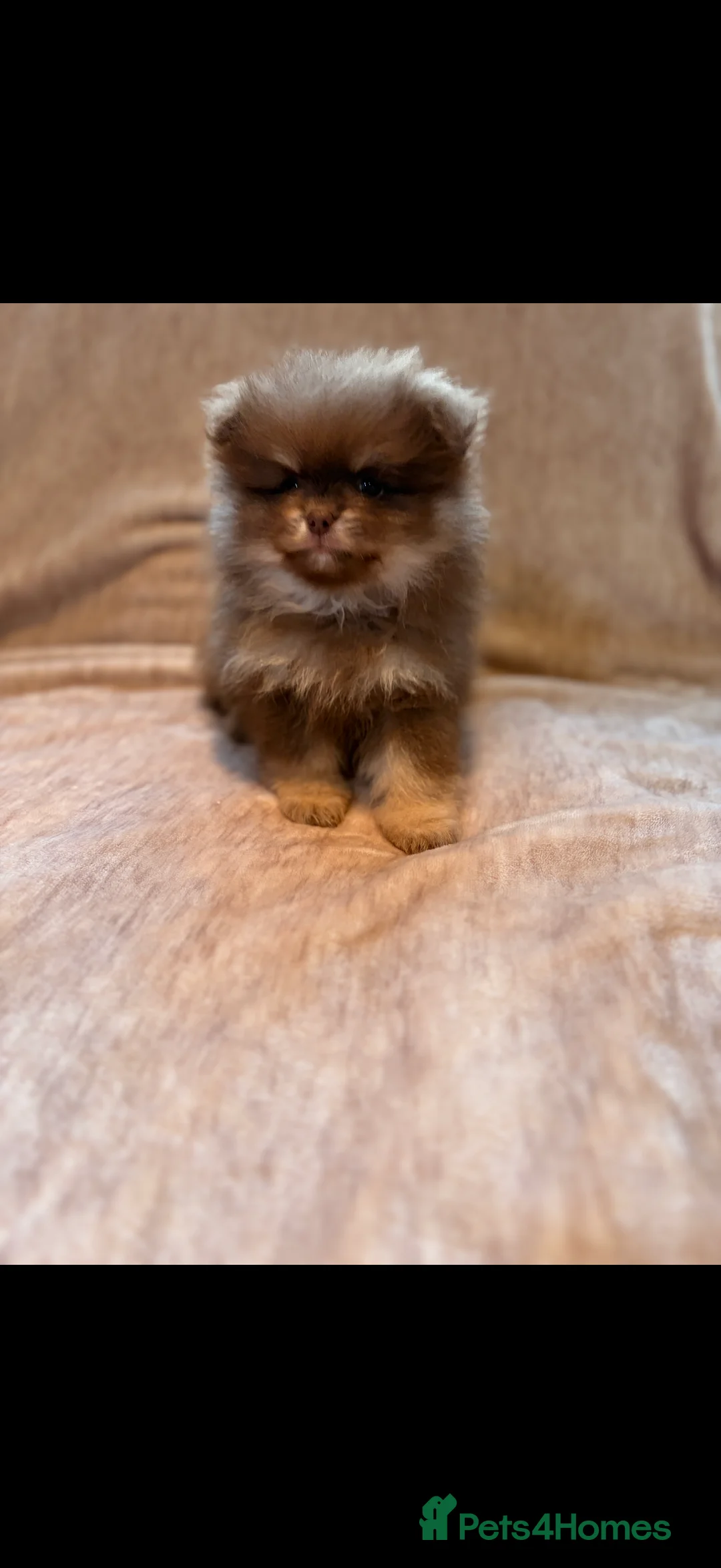 Pomeranian dogs for sale: Beautiful Pomeranian babies - Advert 12