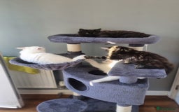 Mixed Breed cats for sale: Cute kittens - Image 3