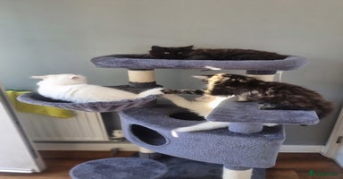 Mixed Breed cats - Advert 6