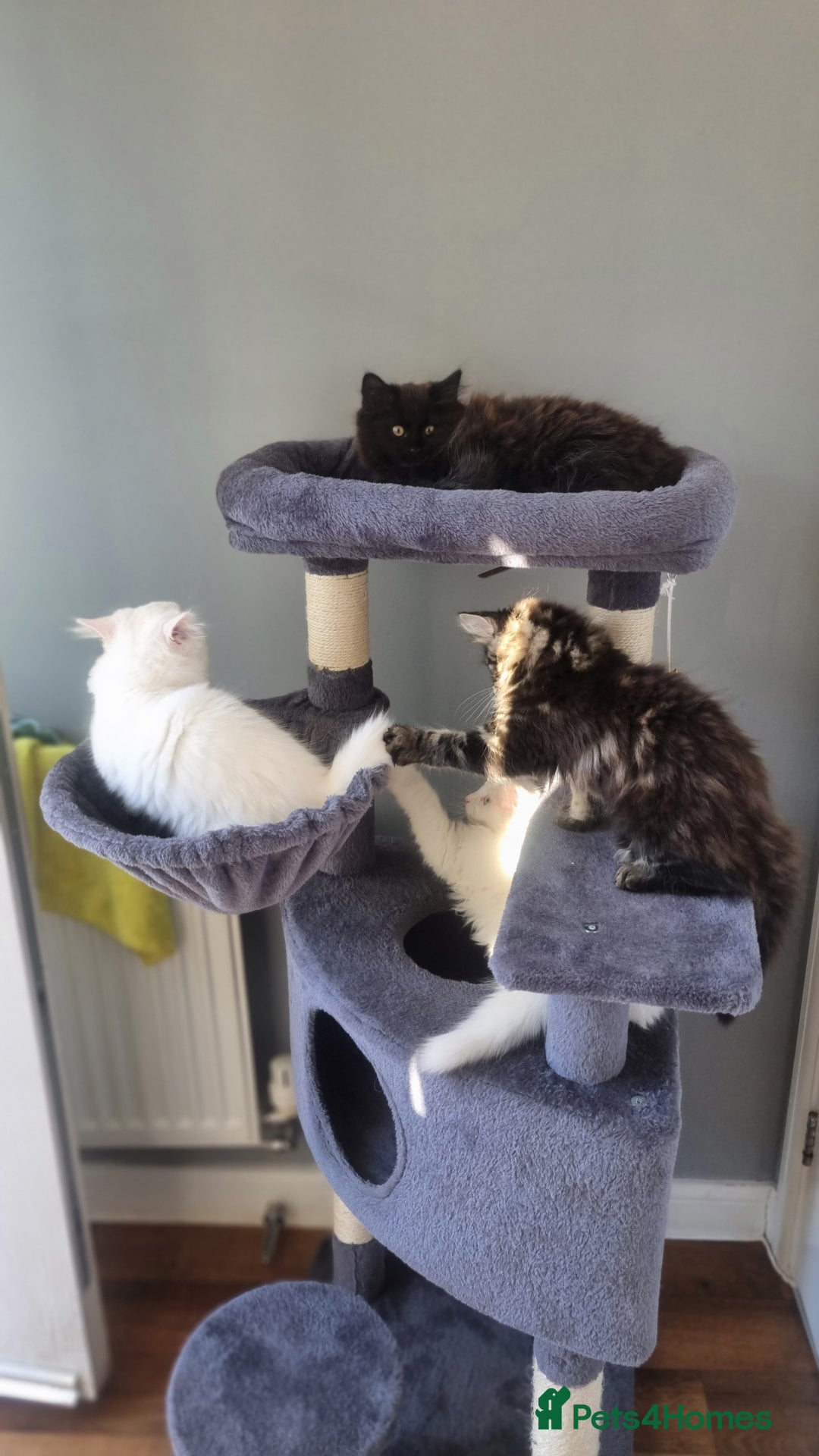 Mixed Breed cats for sale: Cute kittens - Image 3