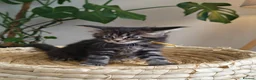 Maine Coon cats for sale: Exceptional Russian Line Maine coons - Advert 21