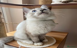 Ragdoll cats for sale: Ragdoll kittens from Moonliteyecats  - Image 9