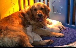 Golden Retriever dogs for sale: Stunning Golden Retriever puppies for sale.  - Image 11