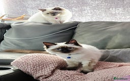 Ragdoll cats for sale: 1 boy/ 1 girl Ready to go - Image 3