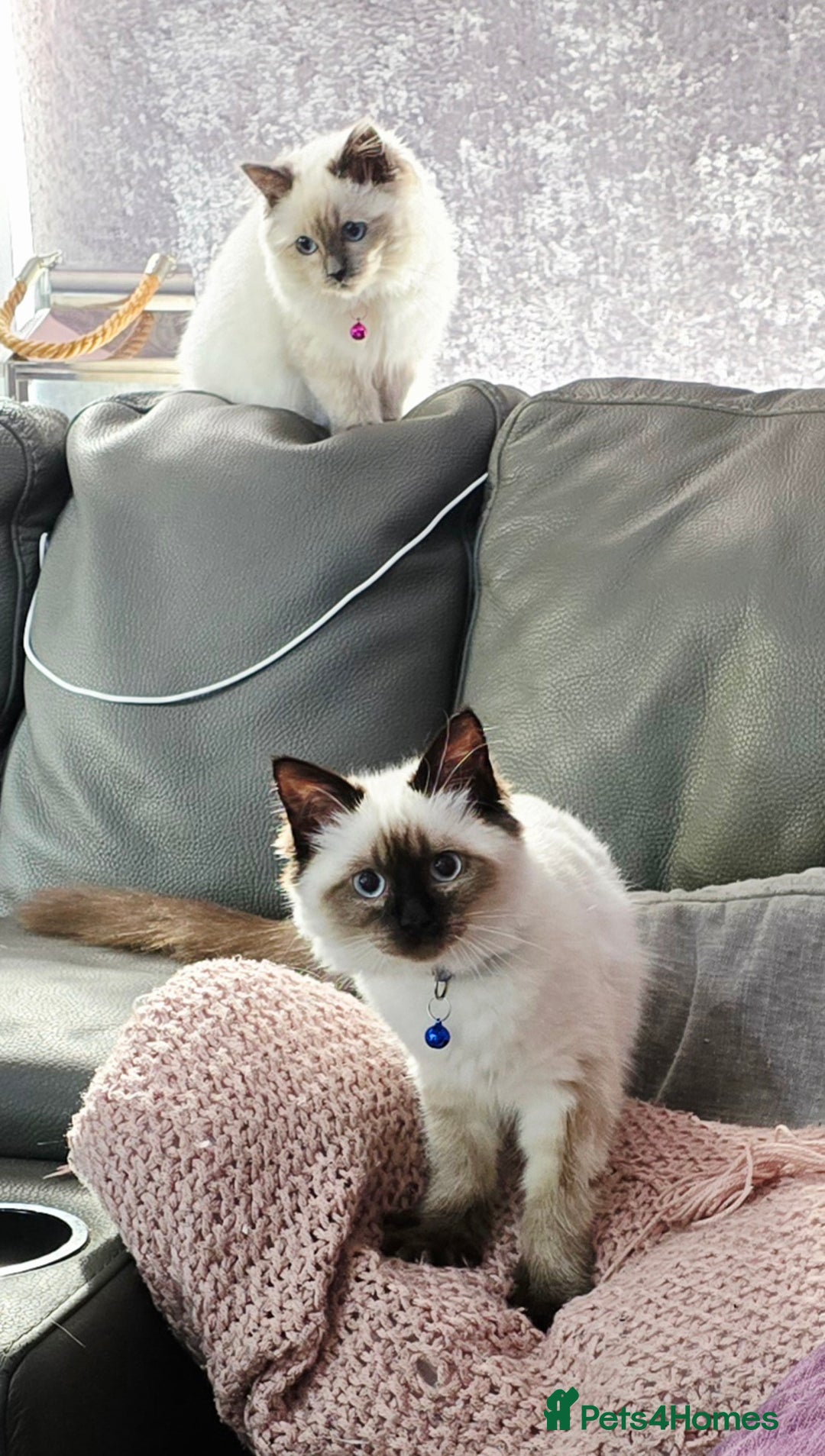 Ragdoll cats for sale: 1 boy/ 1 girl Ready to go - Image 3