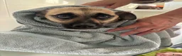 Mixed Breed dogs for adoption: Kiko  - Advert 9