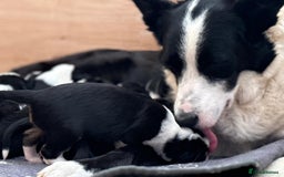 Border Collie dogs for sale: Beautiful border collie pups  - Image 5