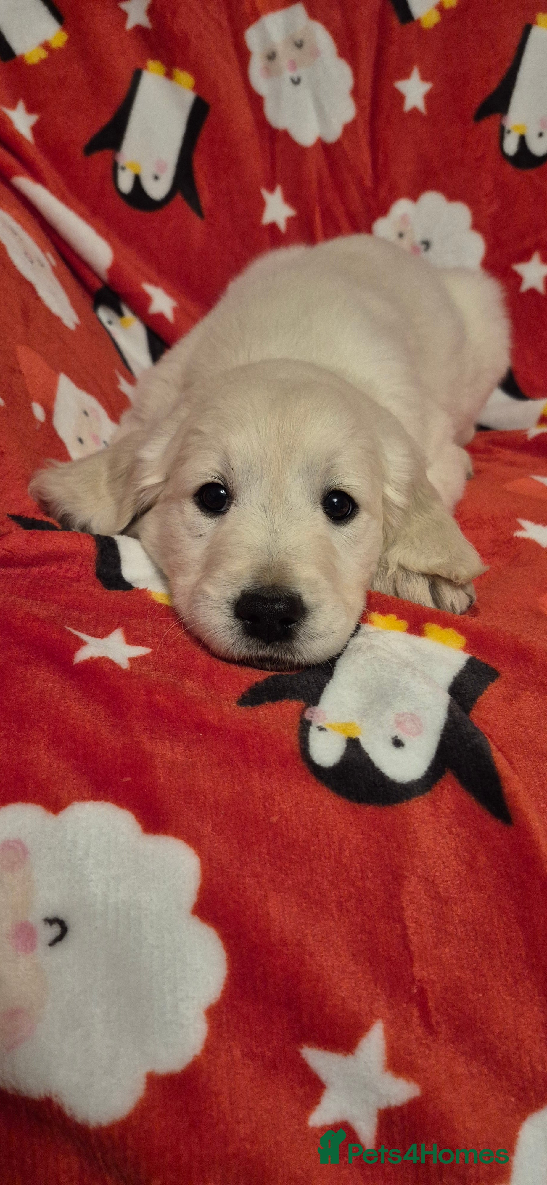 Golden Retriever dogs Golden retriever beautiful cream puppies - Advert 1