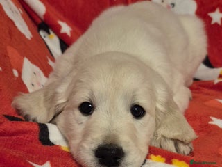 Golden Retriever dogs Golden retriever beautiful cream puppies - Advert 11