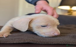 Miniature Dachshund dogs for sale: 4 beautiful boys PRA clear - Image 6