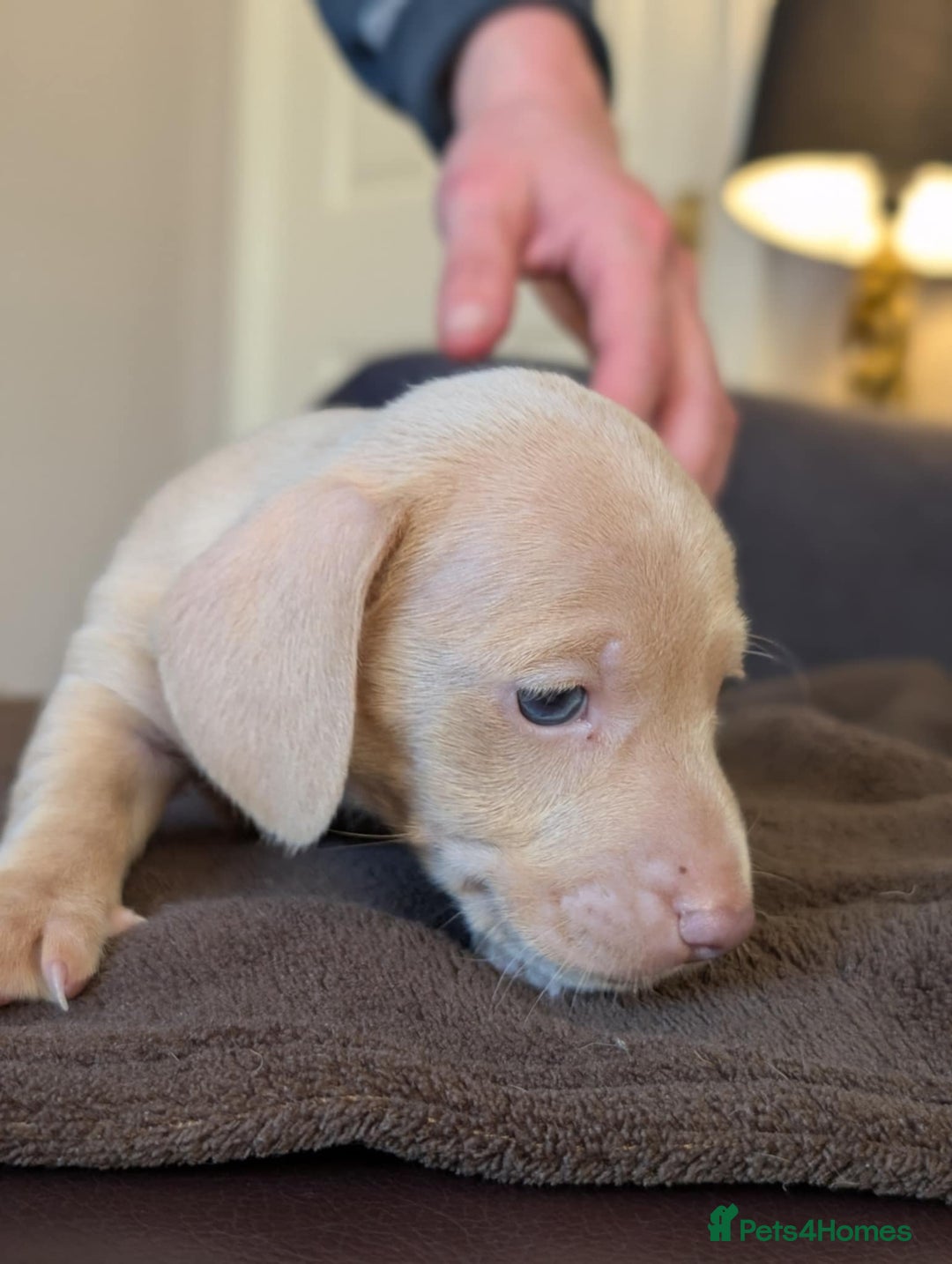 Miniature Dachshund dogs for sale: 4 beautiful boys PRA clear - Image 6