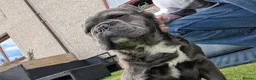 French Bulldog dogs for sale: All black French bull dog - Advert 1