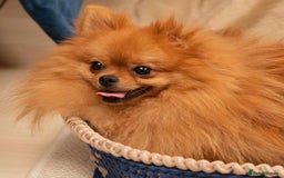Pomeranian dogs for sale: Beautiful Pomeranian puppies  - Image 6
