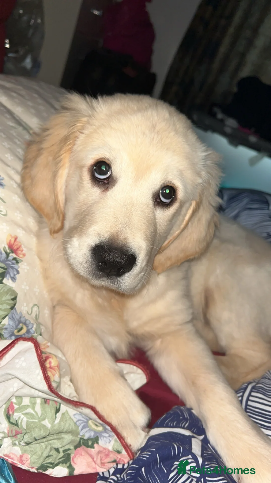 Golden Retriever dogs for sale: Golden retriever - Advert 1