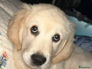 Golden Retriever dogs Golden retriever - Advert 8