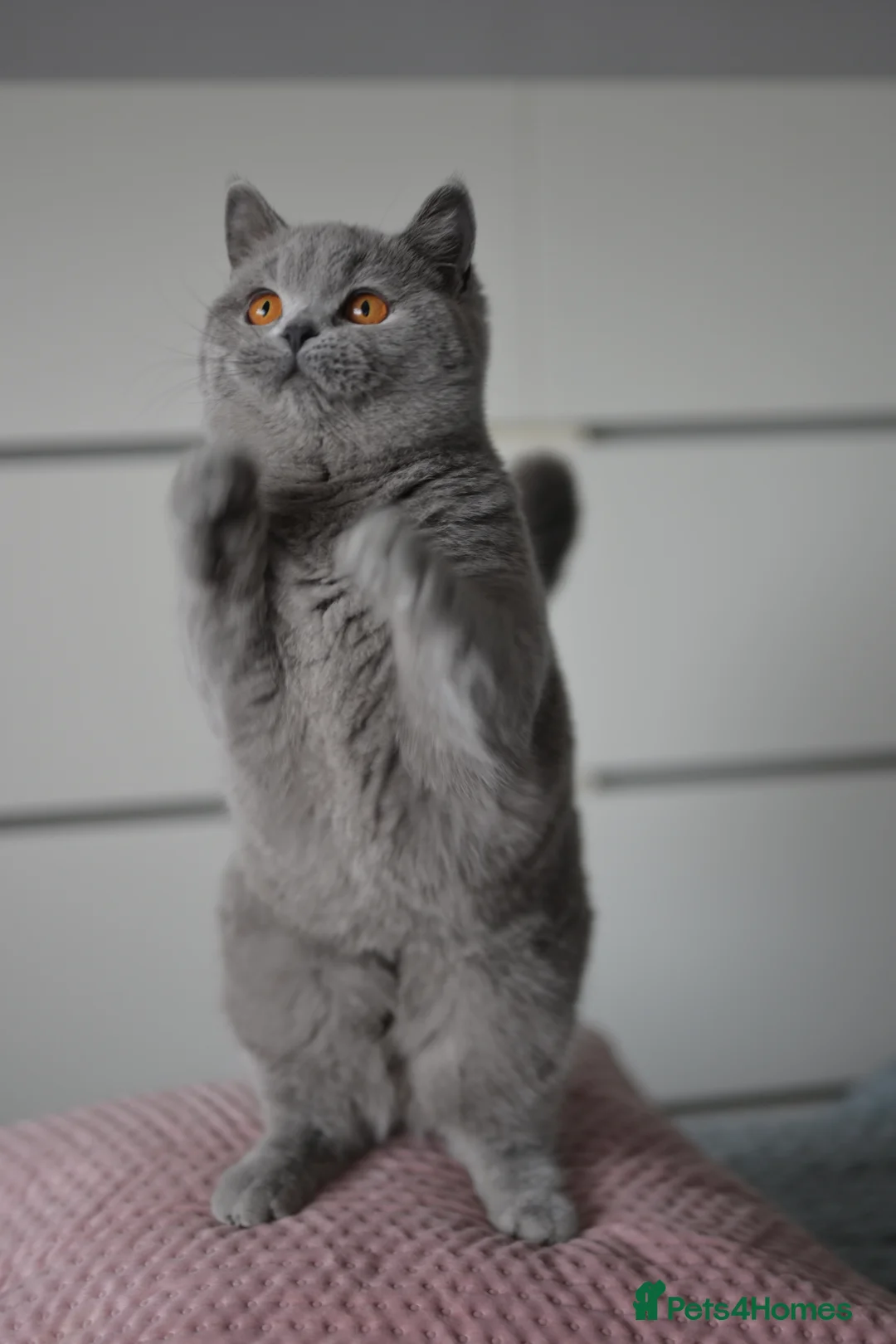 British Shorthair cats for sale: GCCF reg blue kittens ready to go from  - Advert 5