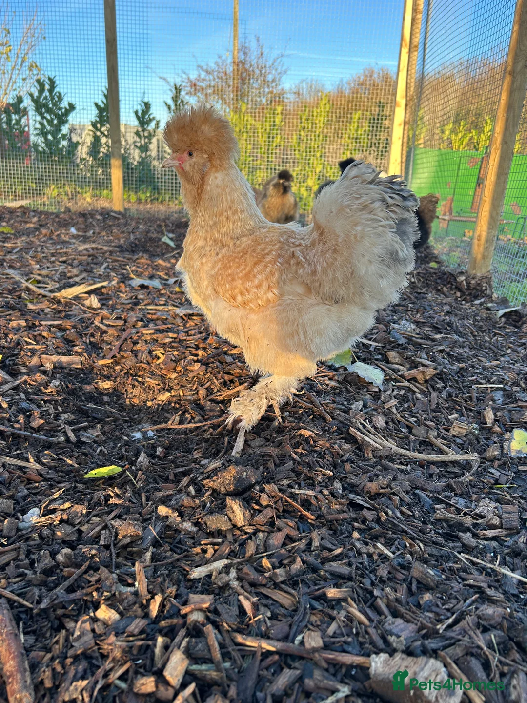 Chickens poultry for sale: 5 Day Old Silkie Chicks - Advert 7