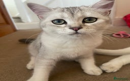 Scottish Fold cats for sale: Scottish fold - Image 9