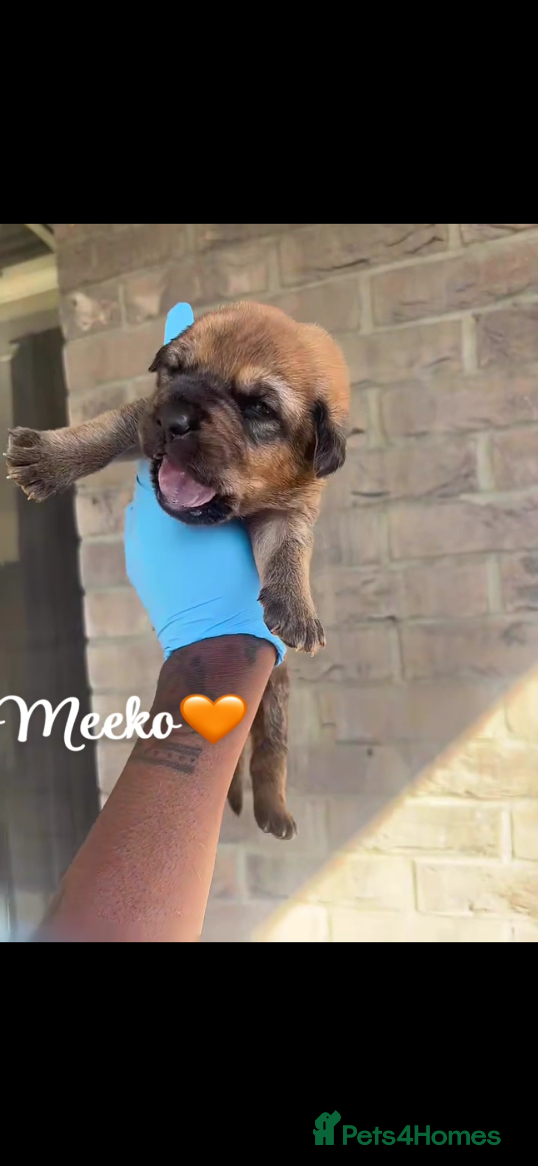 Mixed Breed dogs for sale: Beautiful Puppies For Sale!!! - Image 14