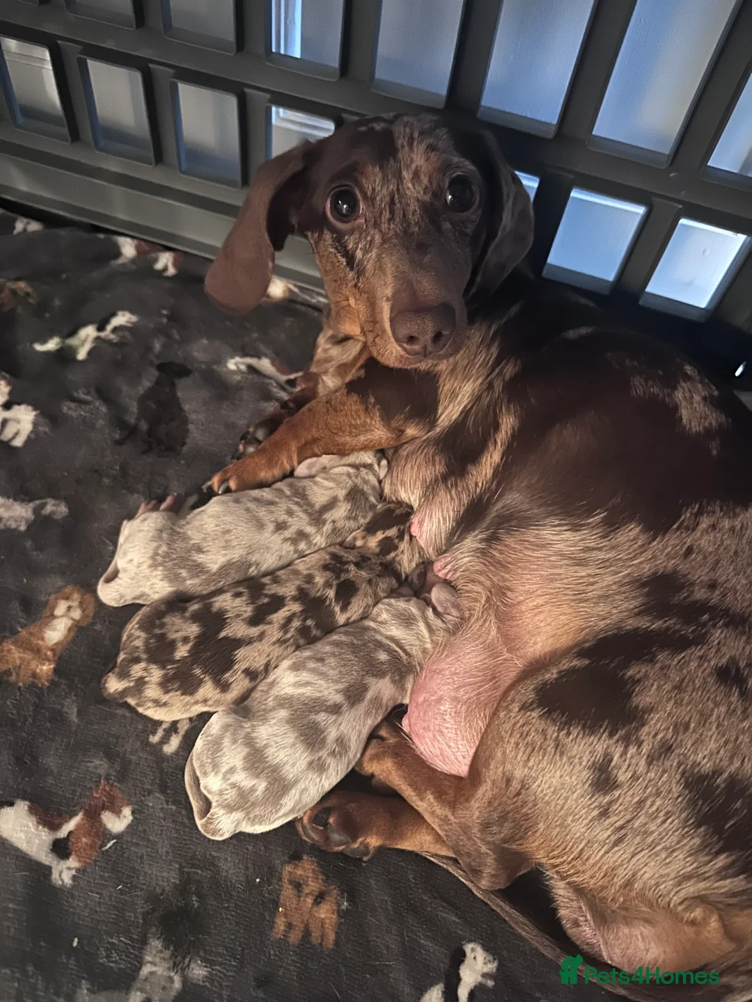 Miniature Dachshund dogs for sale: KC registered stunning dapple puppies  in Bromley - Advert 2