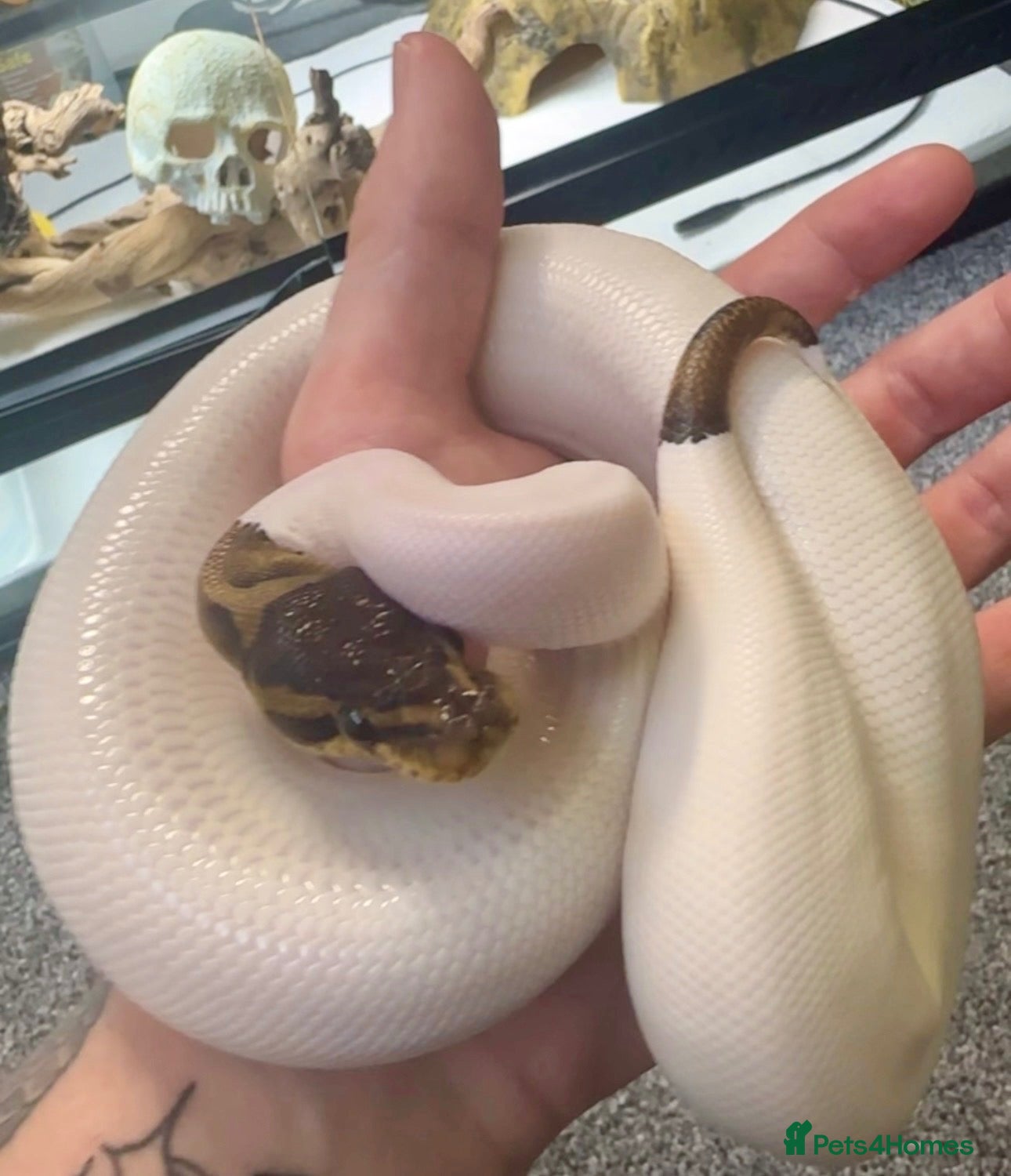 Python Snake reptiles Pied Ball Python - Advert 1