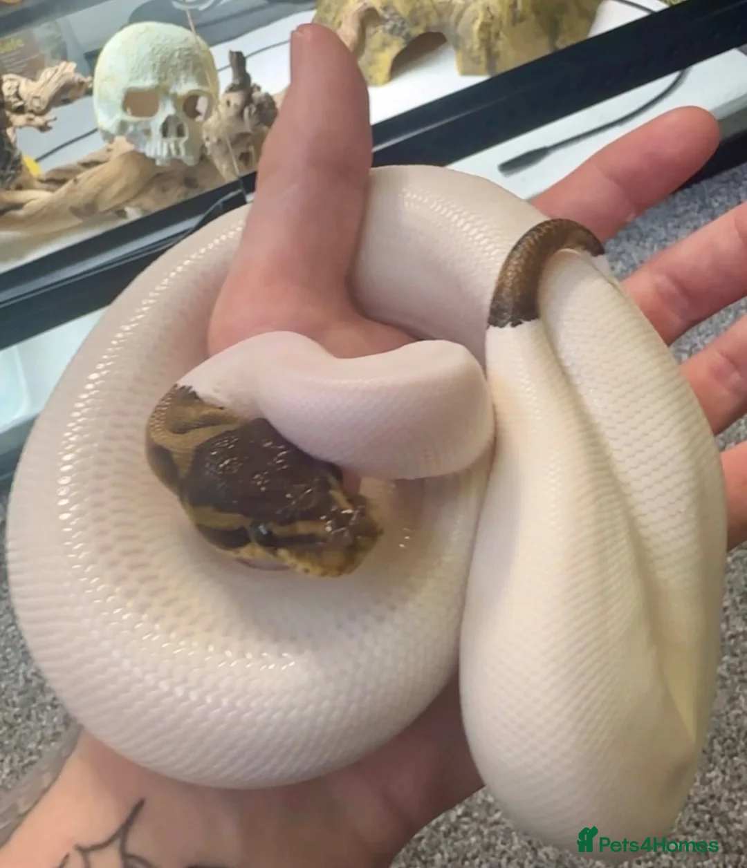 Python Snake reptiles for sale: Pied Ball Python - Advert 1