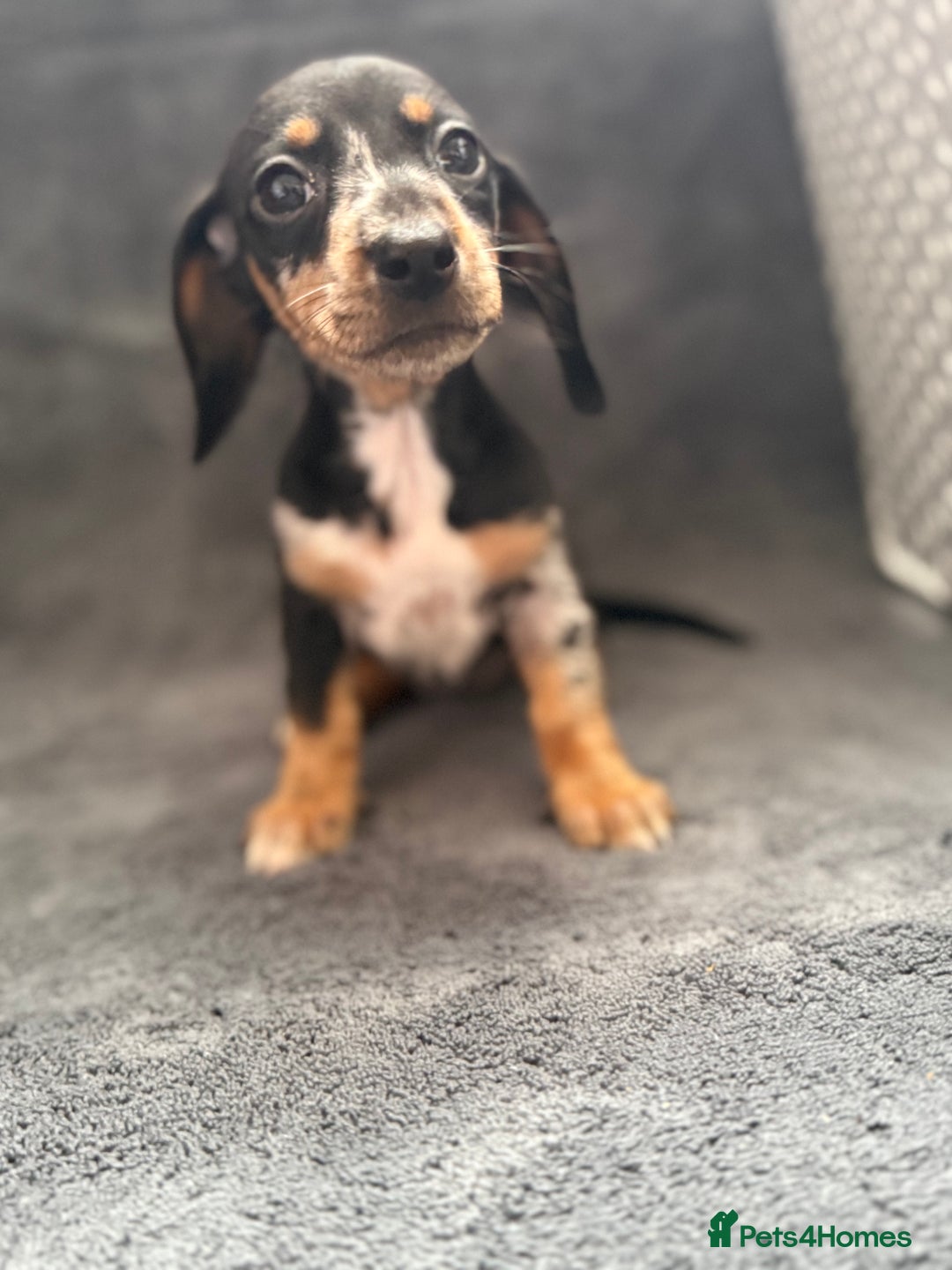 Dachshund dogs for sale: Miniature dachshund  - Image 19