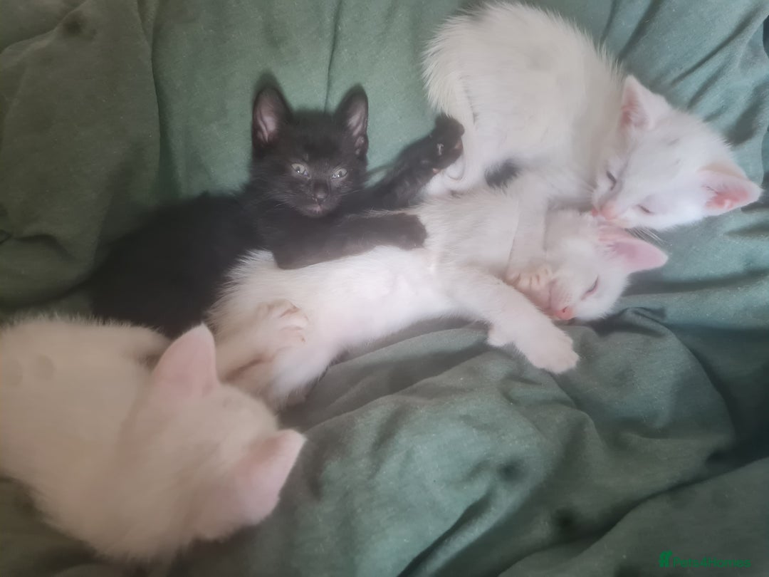 Mixed Breed cats for sale: Mixed breed kittens - Image 1