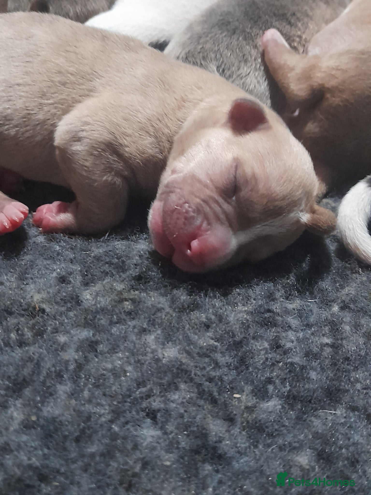 Mixed Breed dogs 11 not 2, big Beautiful alpha blue bulldog pups - Advert 8