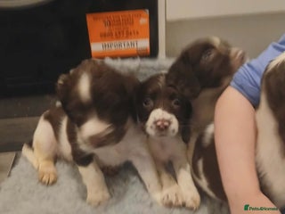 English Springer Spaniel dogs Springer spaniel pups - Advert 2