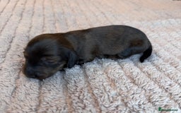 Miniature Dachshund dogs for sale: Miniature long-haired dachshunds - Image 9