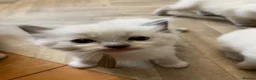Ragdoll cats for sale: Stunning Ragdoll kittens blue point male/female in Hull - Advert 9