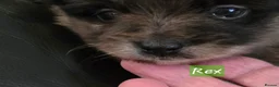 Pomeranian dogs for sale: Gorgeous pomeranian pups - Advert 11