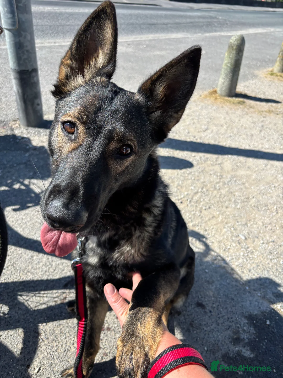 German Shepherd dogs for sale: German Shepherd  in Fleetwood - Advert 2