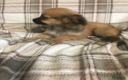 Chorkie dogs for sale: Yorkshire terrier x Chihuahua puppy’s  - Image 4
