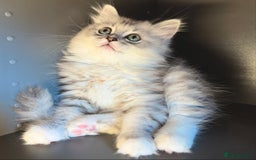 Mixed Breed cats for sale: Persian x Ragdoll kittens - Image 3